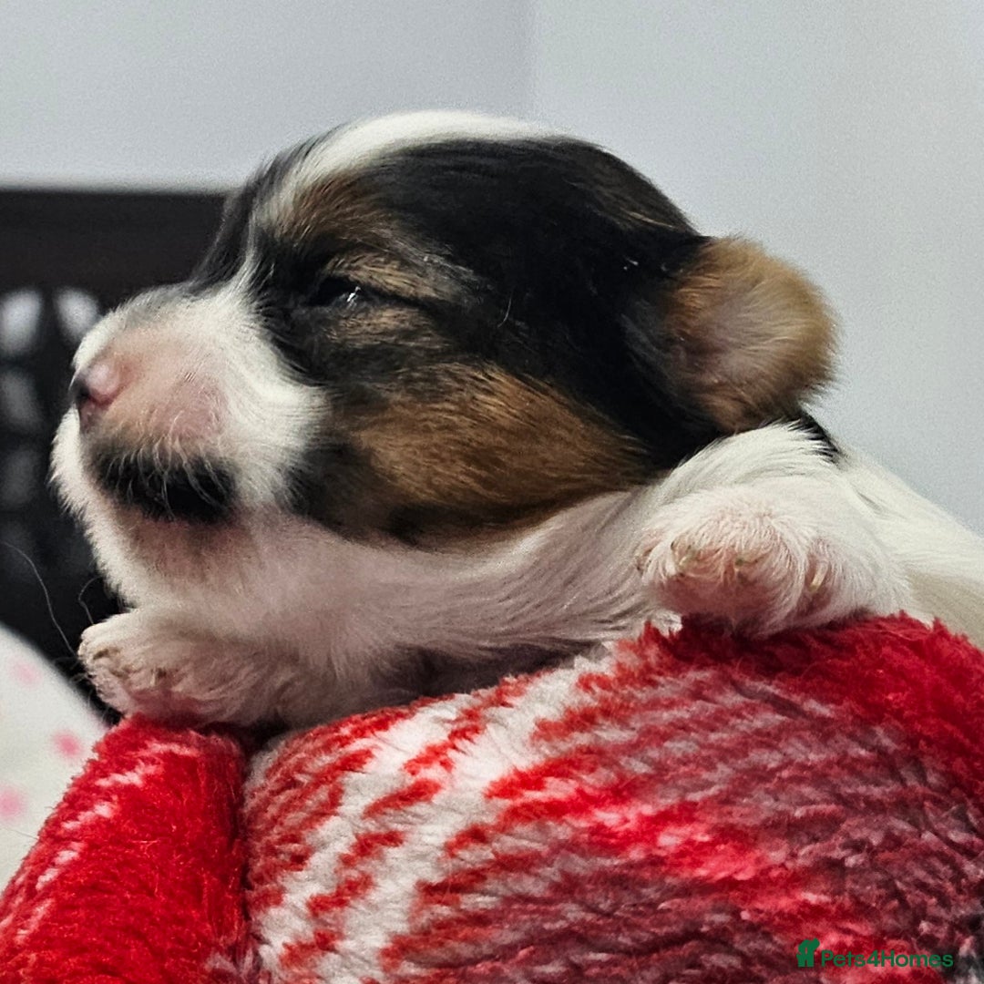 Yorkshire Terrier dogs for sale: Two beautiful Yorkshire Terrier (Biewer) puppies - Advert 23