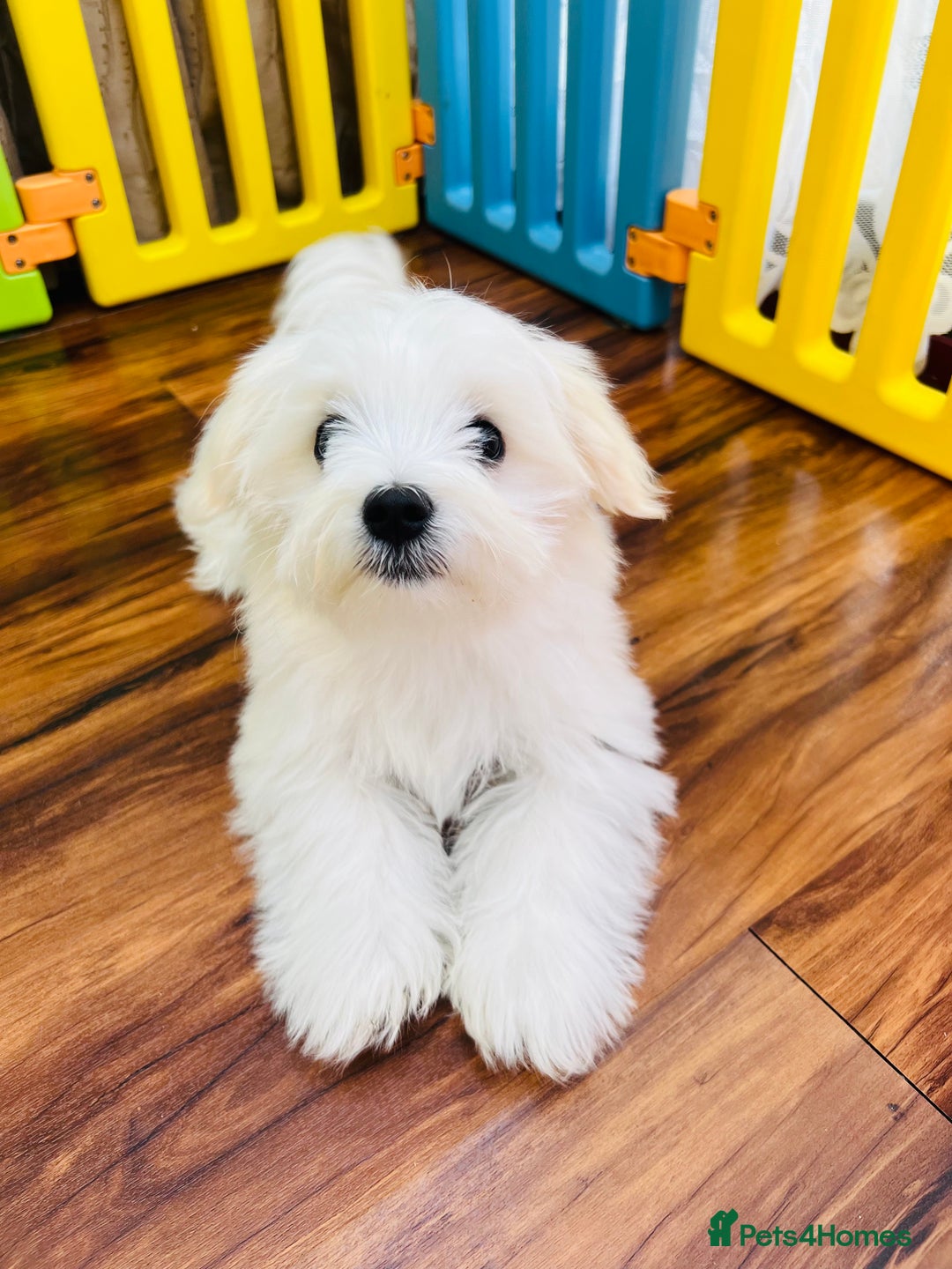 Maltese dogs for sale: For sale - Image 4