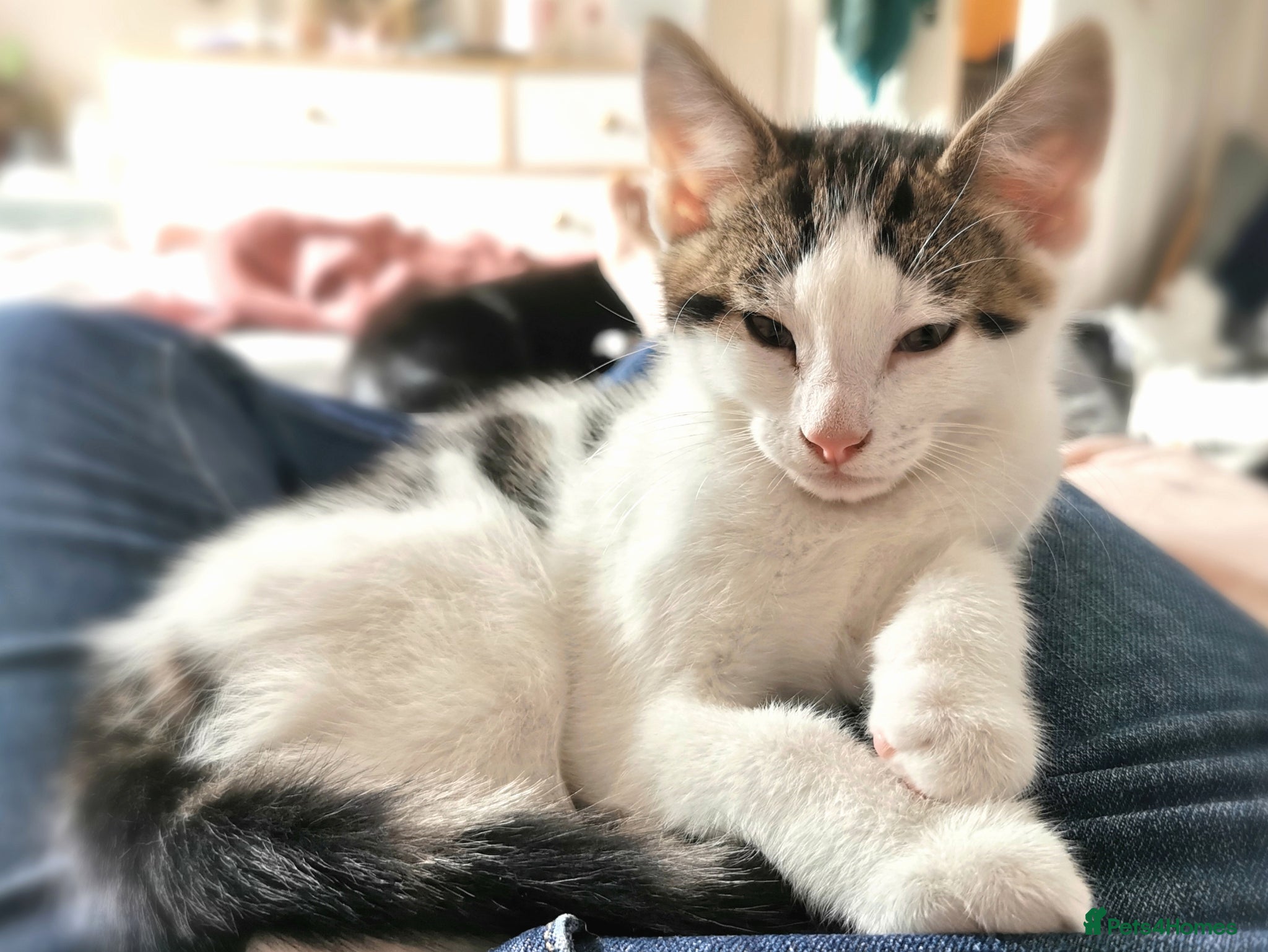 Mixed Breed cats for sale: Gorgeous, sweet natured & very playful kittens in London - Advert 28