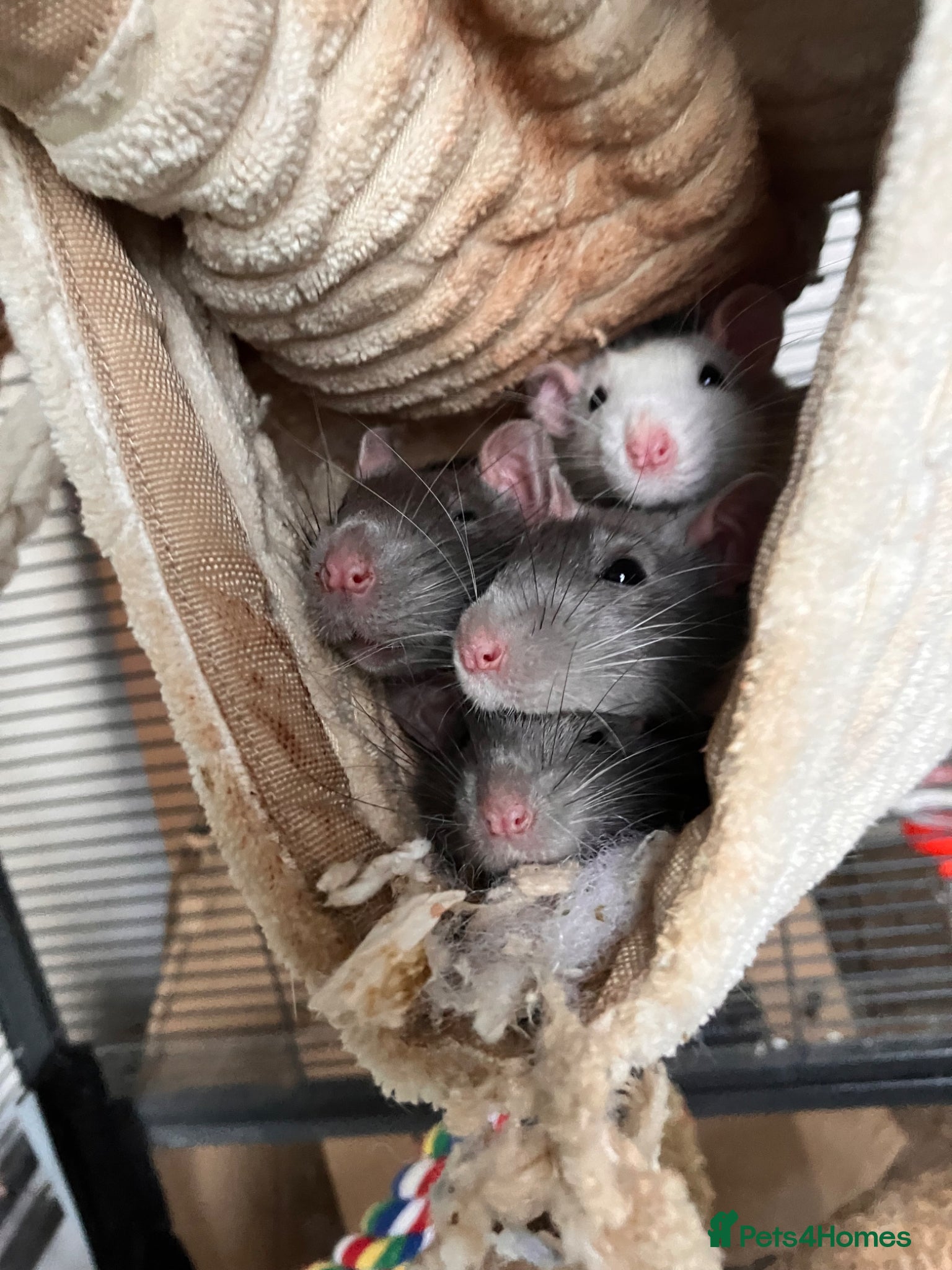 Rat rodents 4 male rats for rehoming - Advert 12