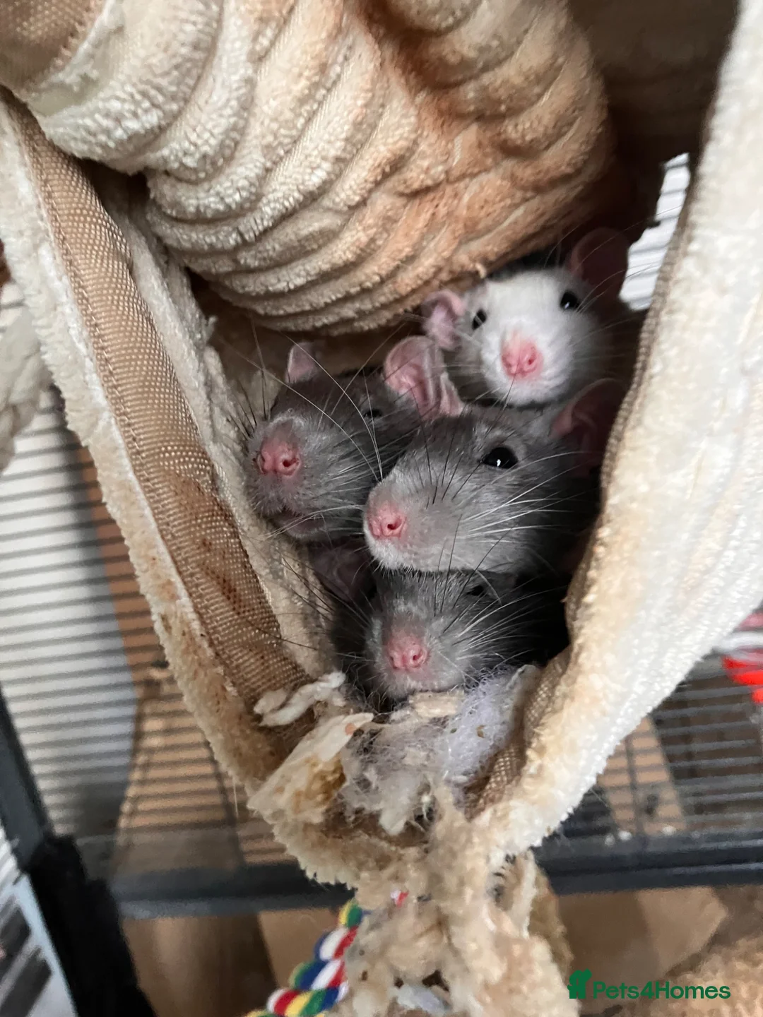 Rat rodents for sale: 4 male rats for rehoming - Advert 1