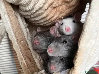 Rat rodents 4 male rats for rehoming - Advert 1