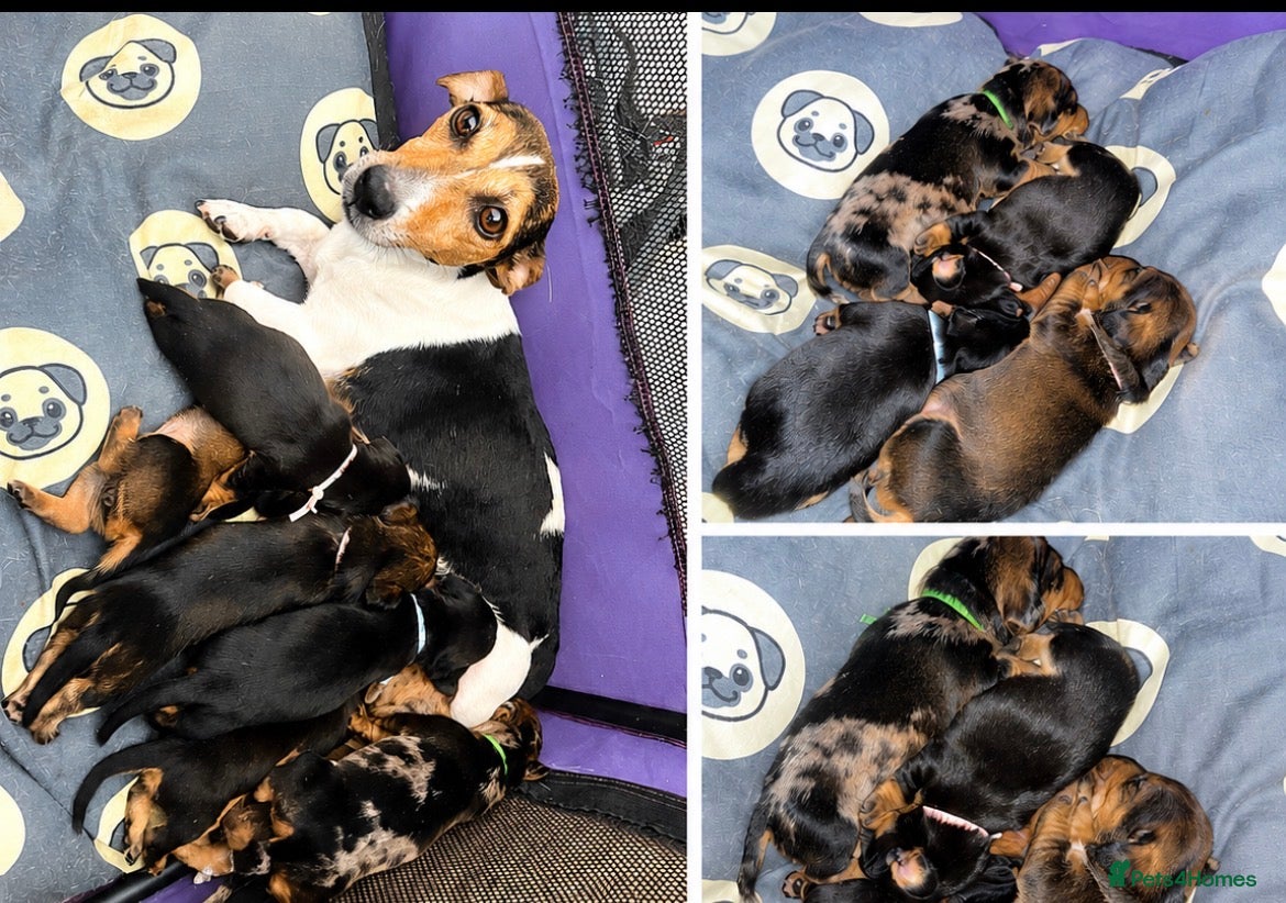 Jackshund dogs ❤️ Bella’s beautiful little ❤️ - Advert 1