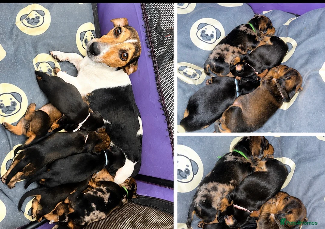 Jackshund dogs for sale: ❤️ Bella’s beautiful little ❤️ - Advert 1