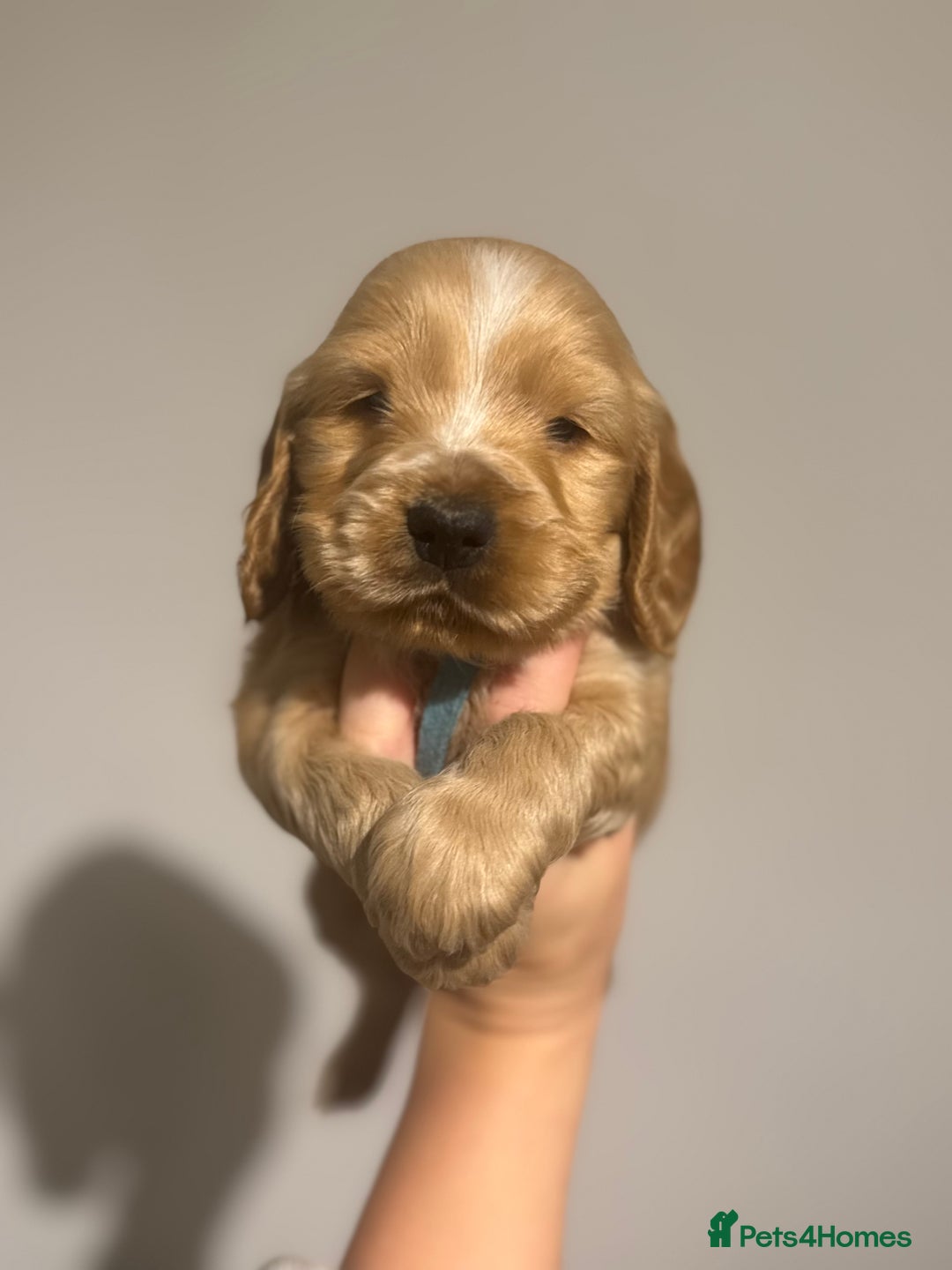 Cocker Spaniel dogs for sale: Last stunning KC show cocker - Advert 23