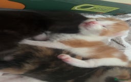 Mixed Breed cats for sale: Kittens for sale:) - Image 8