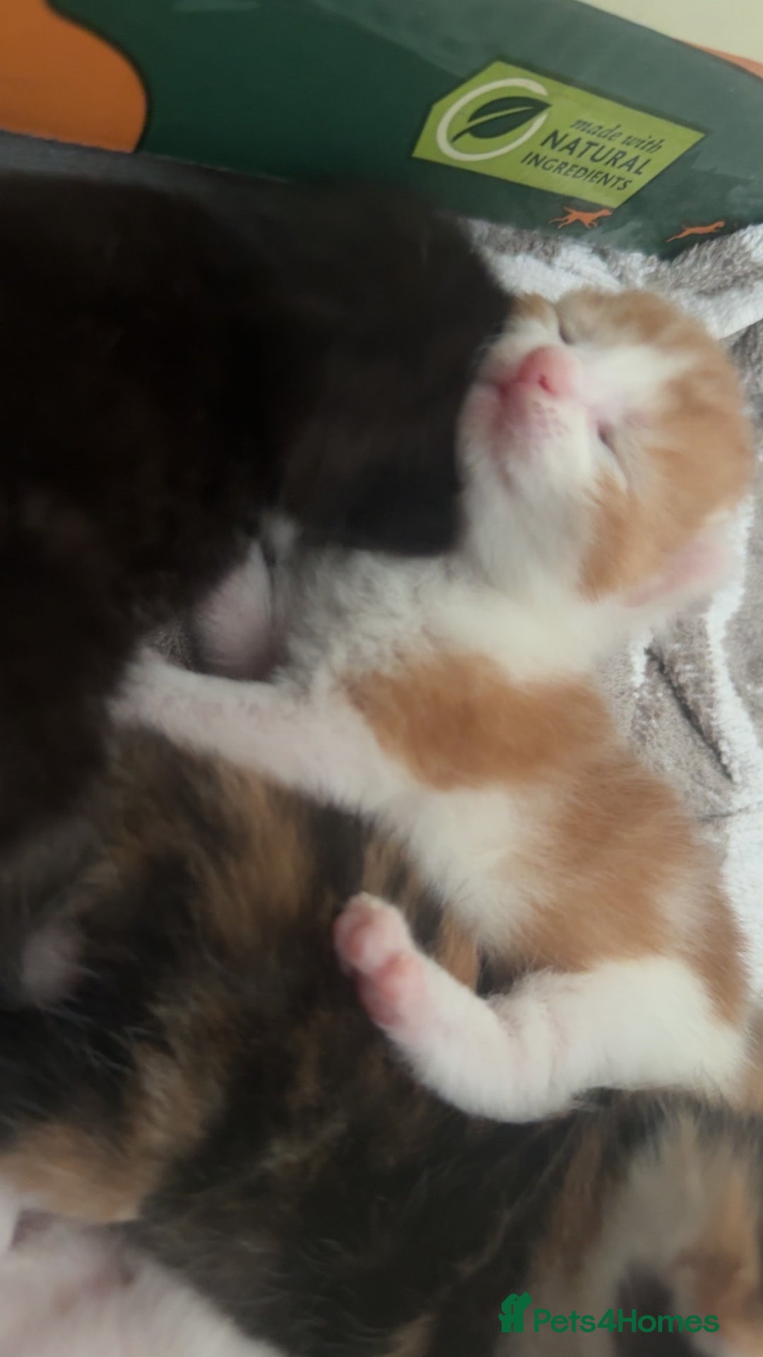 Mixed Breed cats for sale: Kittens for sale:) - Image 8