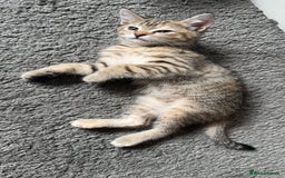 Mixed Breed cats for sale: Kittens  - Image 9