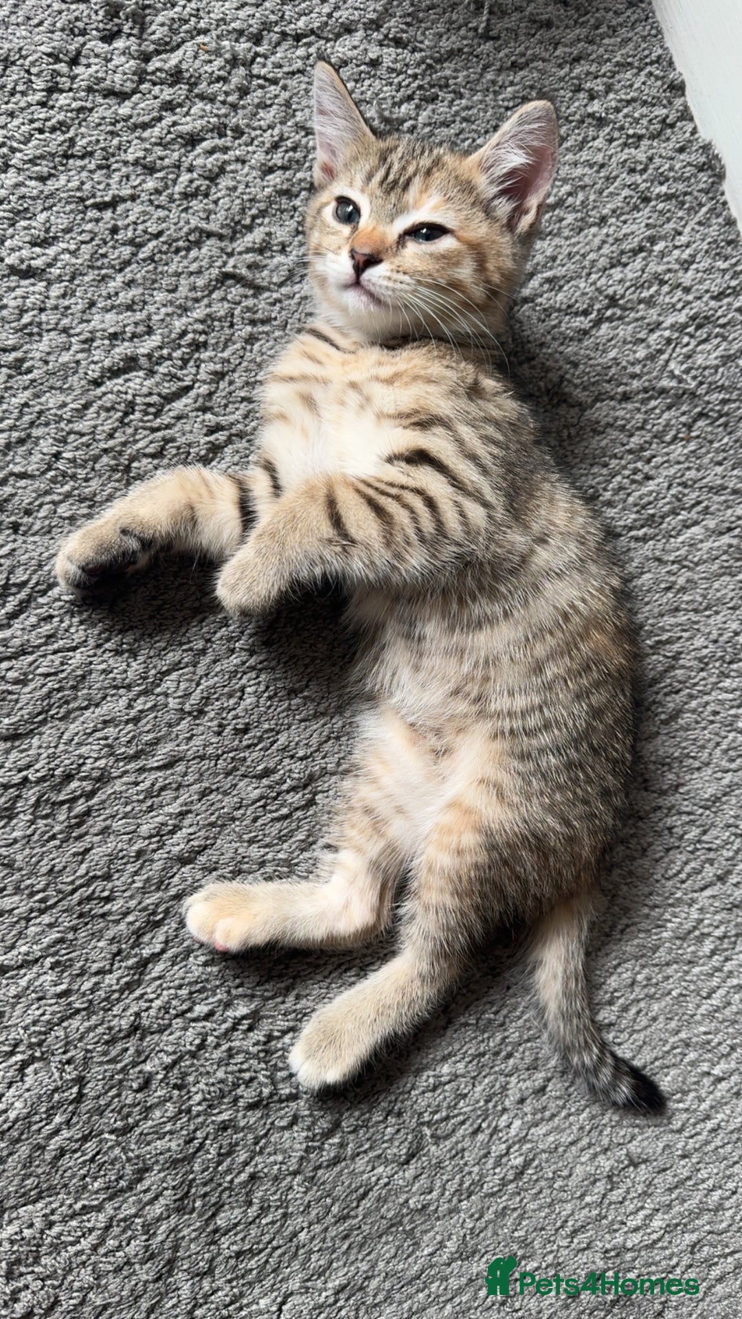 Mixed Breed cats for sale: Kittens  - Image 9