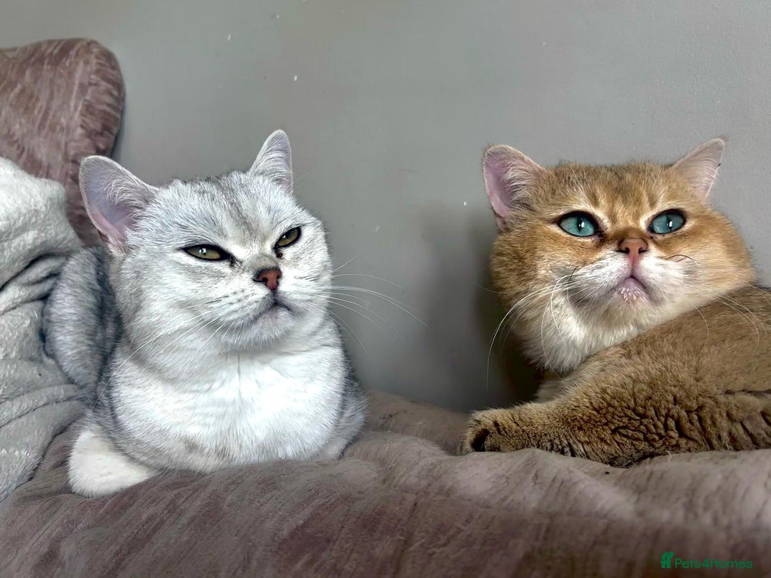 British Shorthair cats for sale: BSH 4 kittens ready for reservation  - Image 19