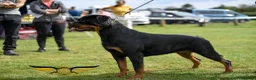 Rottweiler dogs for sale: BEAUTIFUL ROTTWEILER PUPPIES FULL KC SHOW QUALITY  in Liverpool - Advert 5