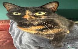 Domestic Shorthair cats for sale: Two beautiful cats looking for a new loving home. - Advert 10