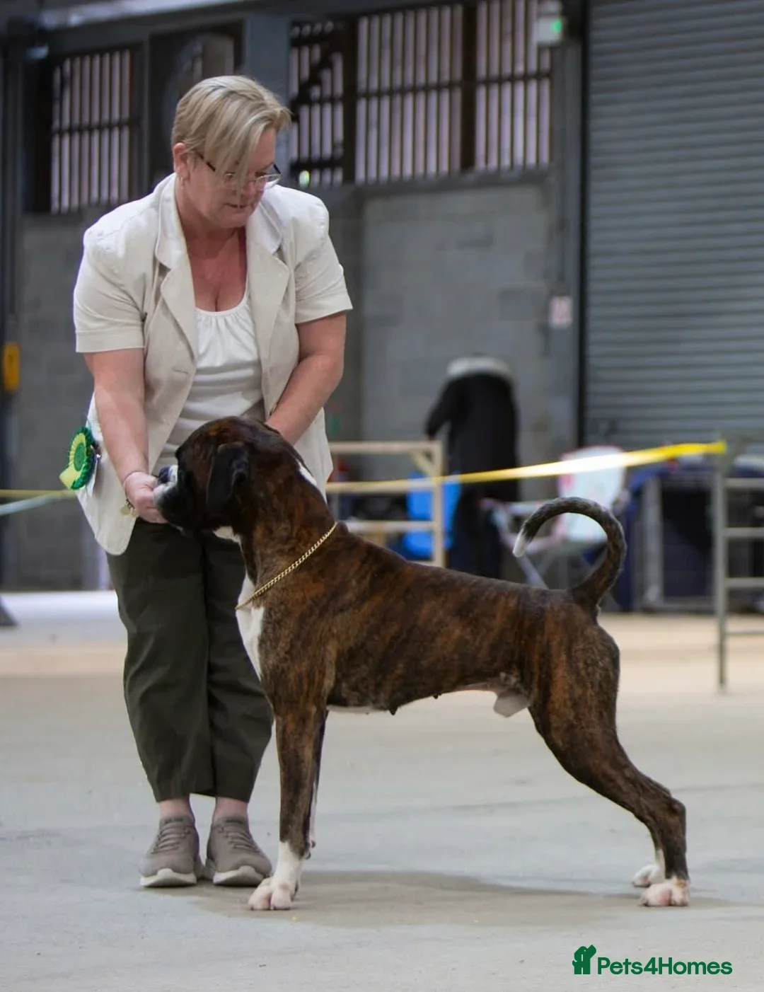 Boxer dogs for stud: CHAMPION B&W Boxer Dog HT0 Sires Reds & Brindles - Advert 2