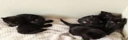 Mixed Breed cats for sale: 🖤 Gorgeous Fluffy Black Kittens–4 Boys & 2 Girls - Advert 12