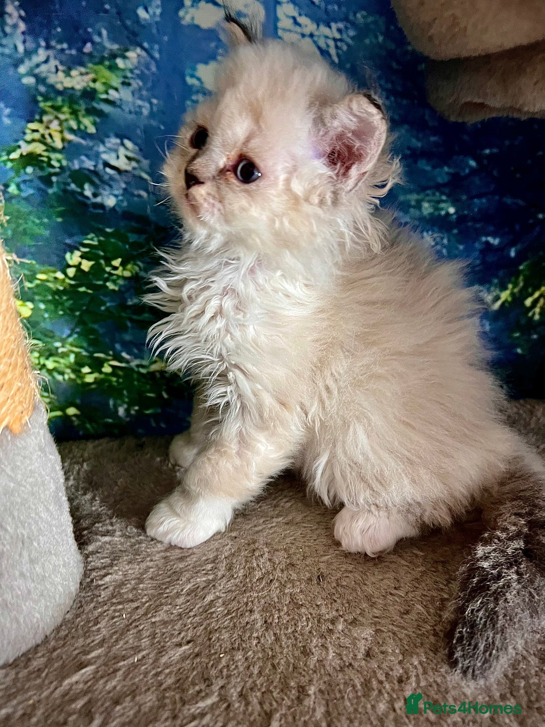 Selkirk Rex cats for sale: Gorgeous Selkirk Rex kittens - Image 4