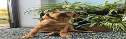 Labrador Retriever dogs for sale: Fox Red Labrador Puppy - Advert 4