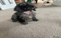 Mixed Breed dogs for sale: Sproodles - Image 1