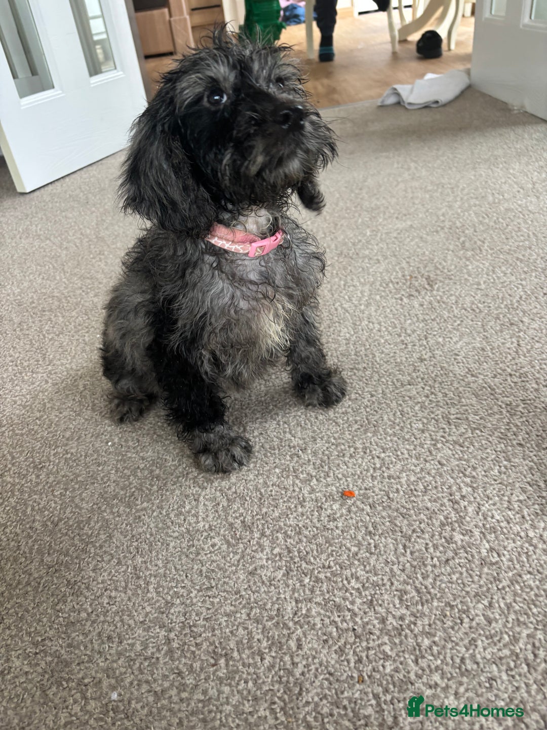 Mixed Breed dogs for sale: Sproodles - Image 1