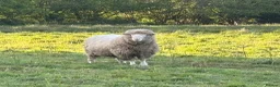 Sheep livestock for sale: Dorset and Border Leicester Shearling Rams - Advert 4