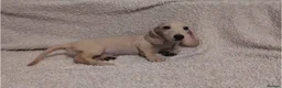 Miniature Dachshund dogs for sale: Cream Mini Dachshund Puppy Last one - Advert 17