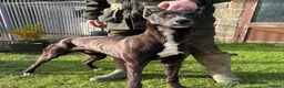 Lurcher dogs for sale: Fabulous lurcher pups  - Advert 28