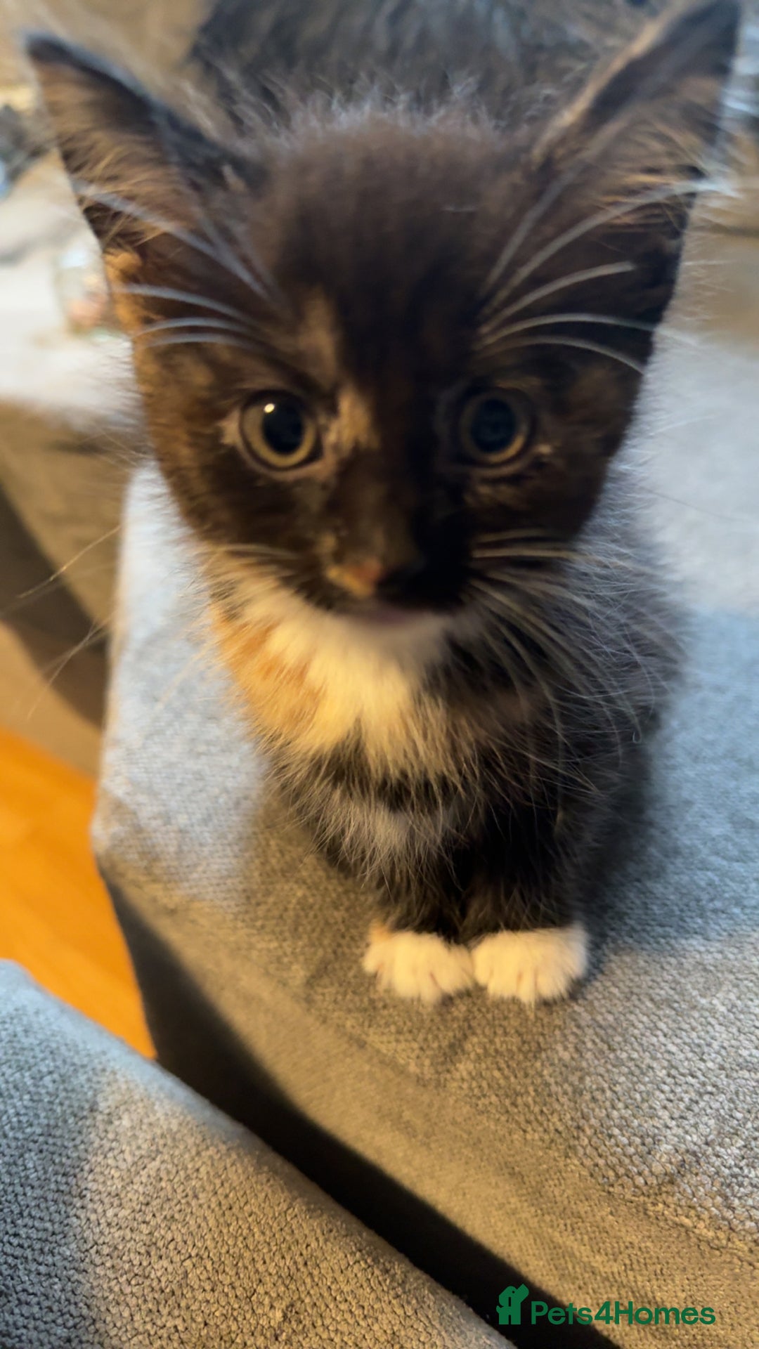 Mixed Breed cats for sale: Stunning kittens available now  - Image 28
