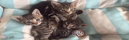 Mixed Breed cats for sale: Gorgeous male kittens  - Advert 6