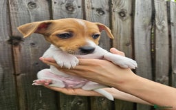 Jack Russell dogs for sale: Jack Russell Terrier  in Epping - Image 15