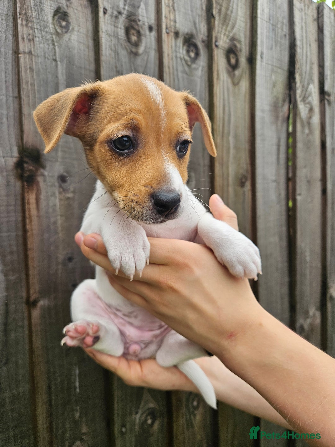 Jack Russell dogs for sale: Jack Russell Terrier  in Epping - Image 15