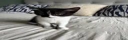Mixed Breed cats for sale: Beautiful kittens - Advert 4