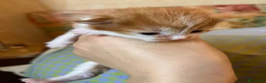 Mixed Breed 2