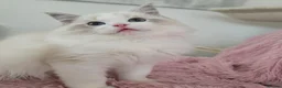 Ragdoll cats for sale: ✨️Champion European lines. Tica registered - Advert 6
