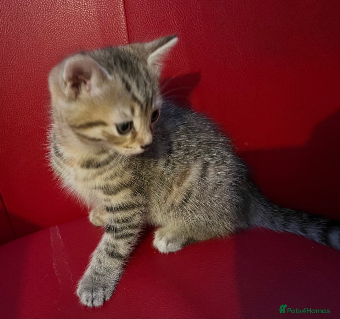 Mixed Breed cats for sale: Three Gorgeous Girls For sale. - Advert 8