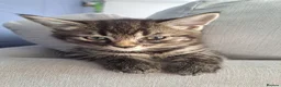 Maine Coon cats for sale: LAST MALE LEFT £120 - Advert 4