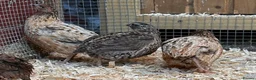 Quail poultry for sale: Male Japanese Quail  - Advert 4