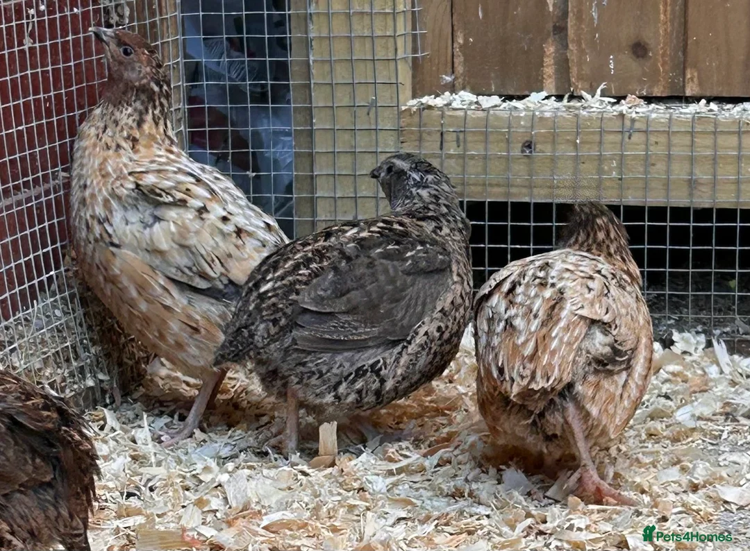 Quail poultry for sale: Male Japanese Quail  - Advert 4