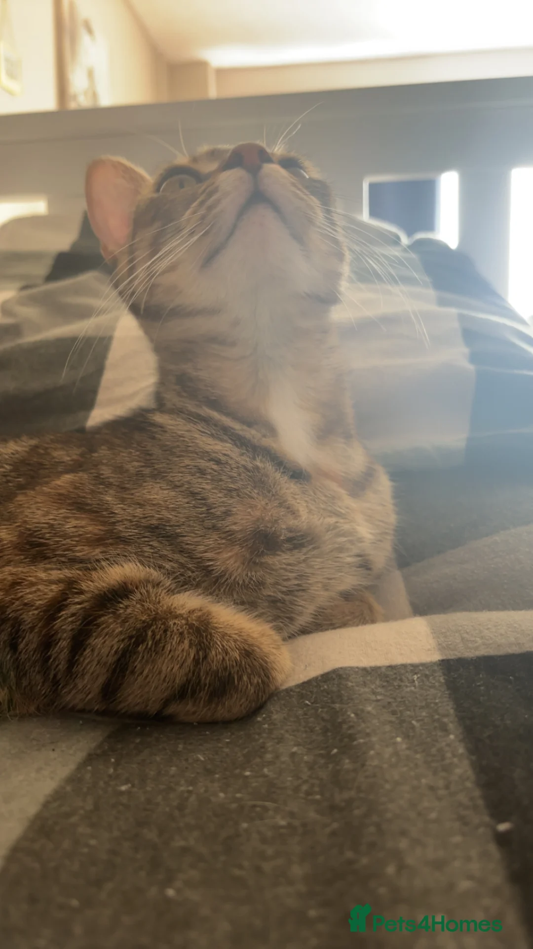 Mixed Breed cats for sale: 1 year old female cat for rehoming - Advert 2