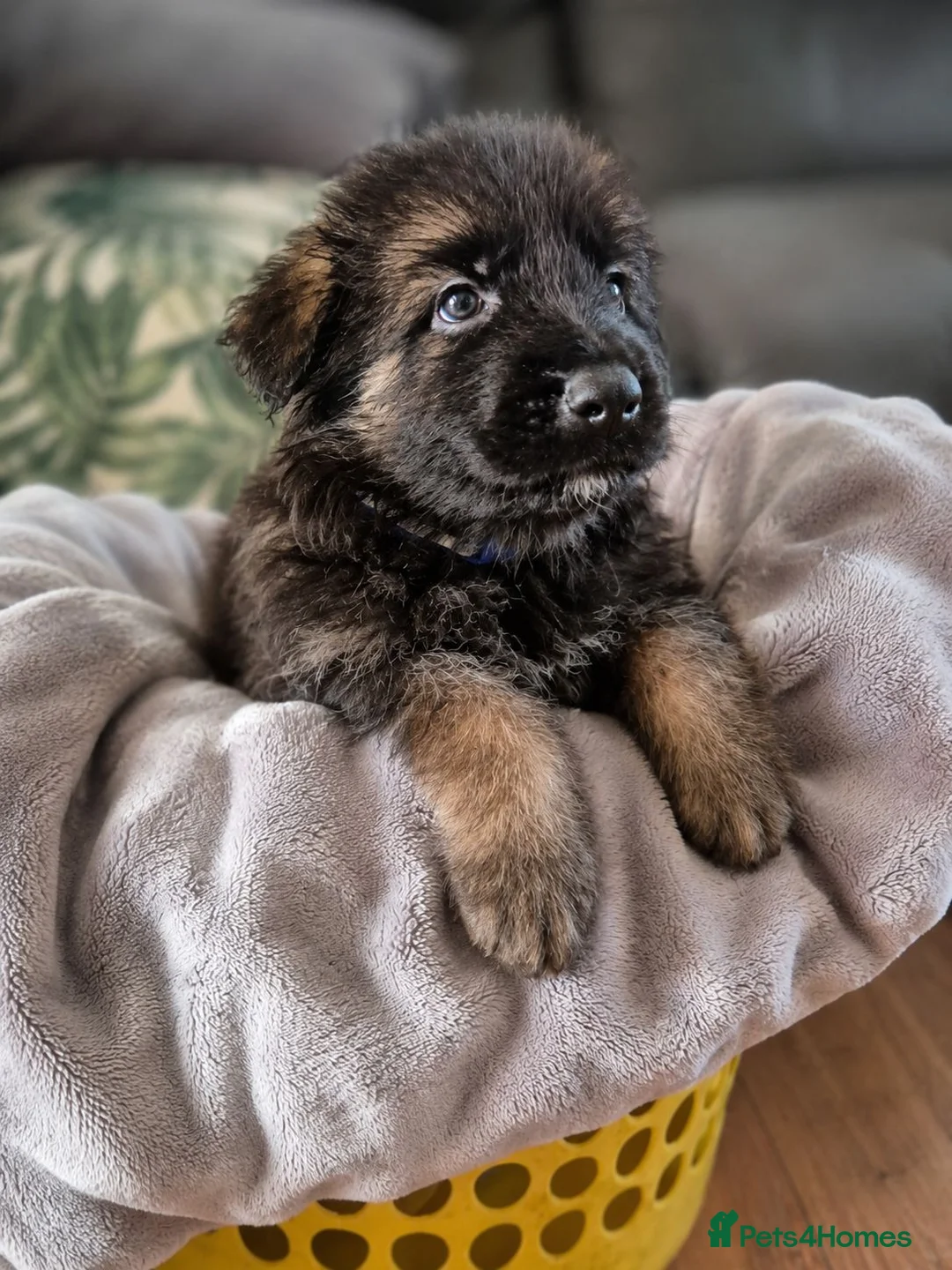 German Shepherd dogs for sale: German shepherd puppies  - Advert 2