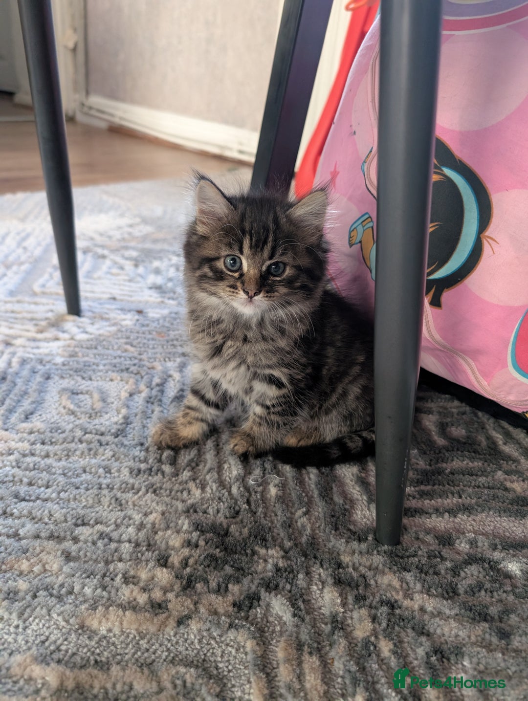 Mixed Breed cats for sale: Last one left! Mixed Breed Mini Maine Coon Dupes - Image 24