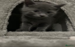 British Shorthair cats for sale: Brittish Shorthair Crossbreed Kittens  - Image 11