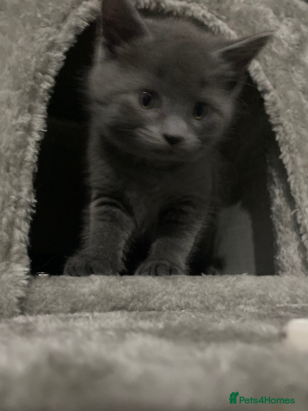 British Shorthair cats for sale: Brittish Shorthair Crossbreed Kittens  - Image 11