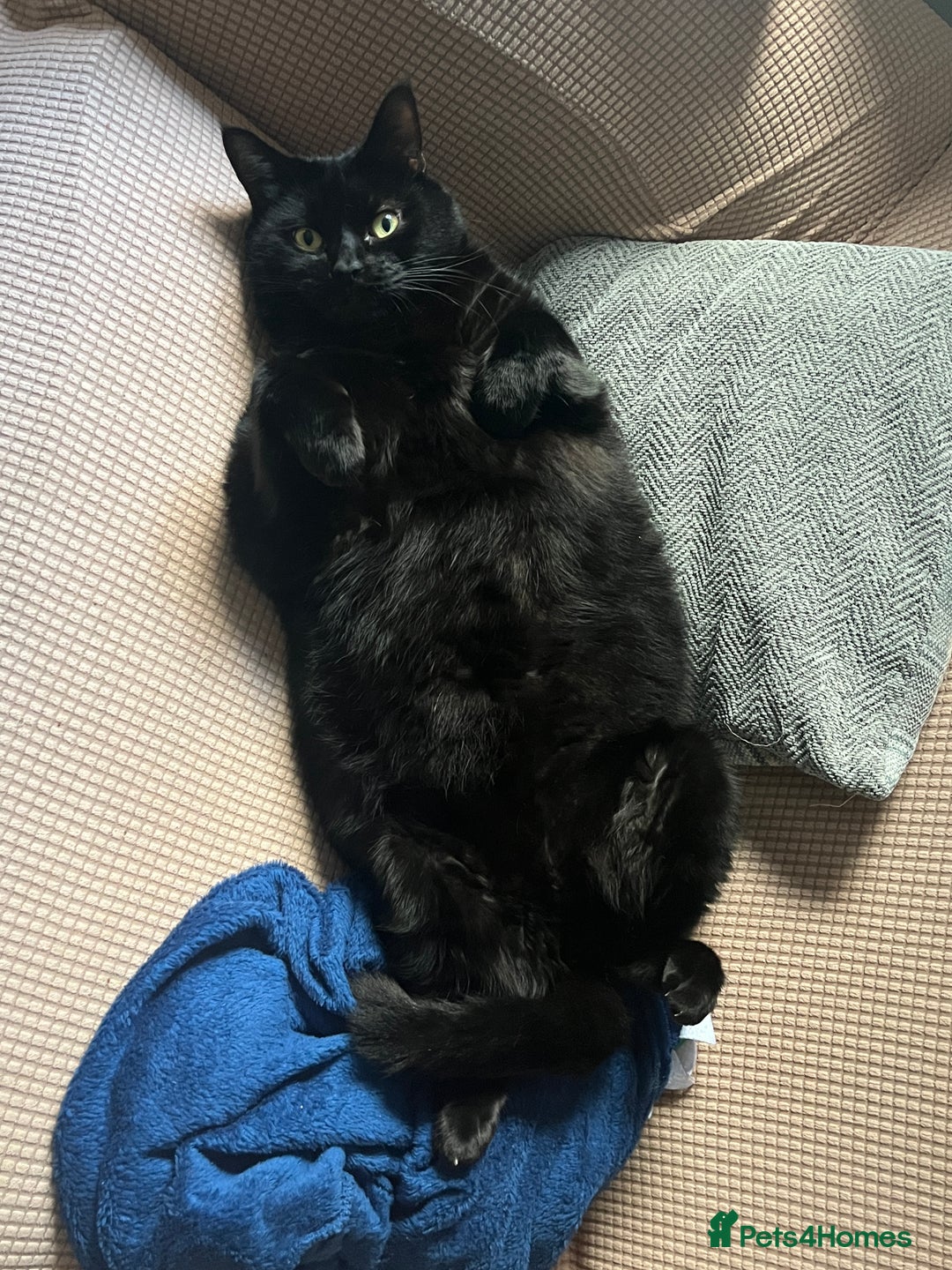 Mixed Breed cats for sale: 2 black cats mother and son - Advert 2