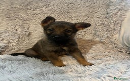 German Shepherd dogs for sale: German Shepherd Puppies - Image 8