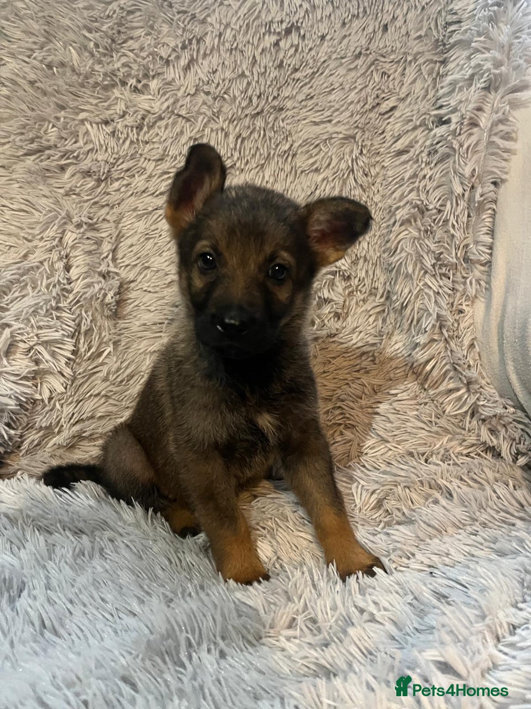 German Shepherd dogs for sale: German Shepherd Puppies - Image 8