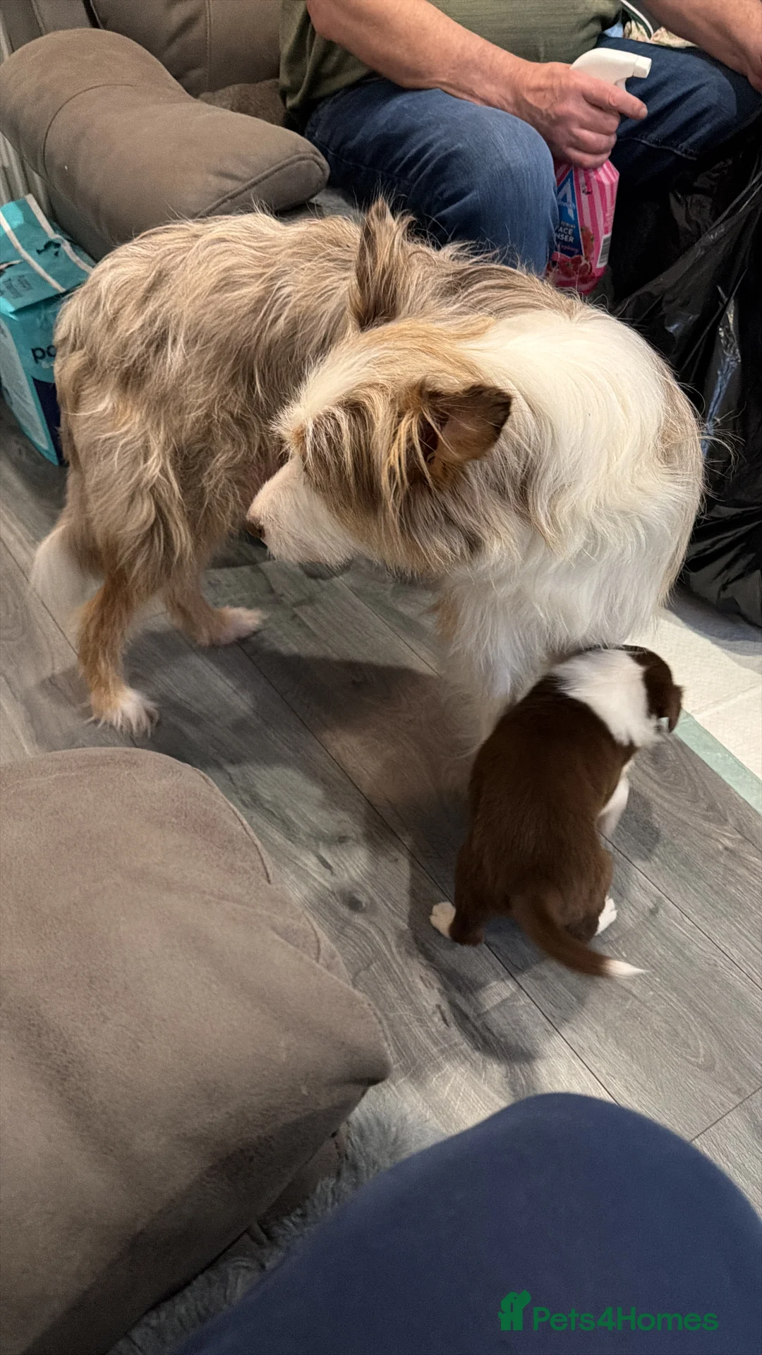 Mixed Breed dogs for sale: Stunning Border Collie Cross Puppies Family Raised - Advert 14