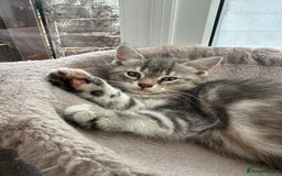 Siberian cats for sale: Siberian cross kittens - Image 2