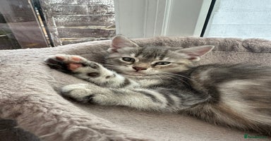 Siberian cats - Advert 11