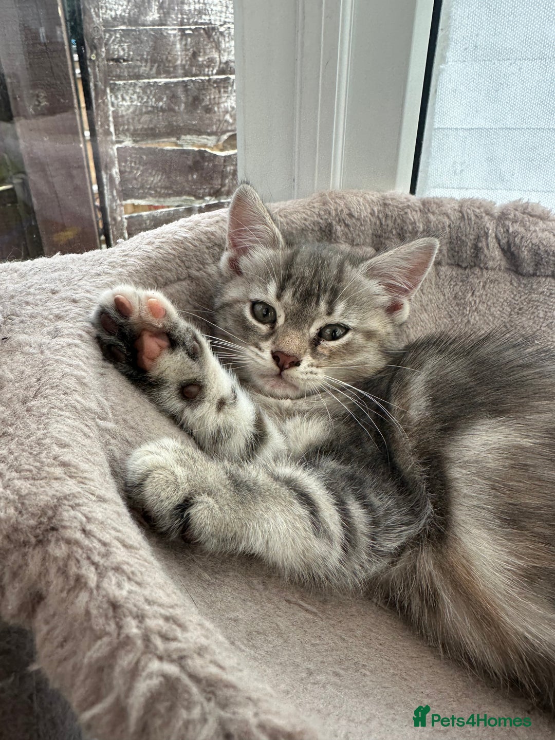 Siberian cats for sale: Siberian cross kittens - Image 2