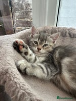 Siberian cats - Advert 6