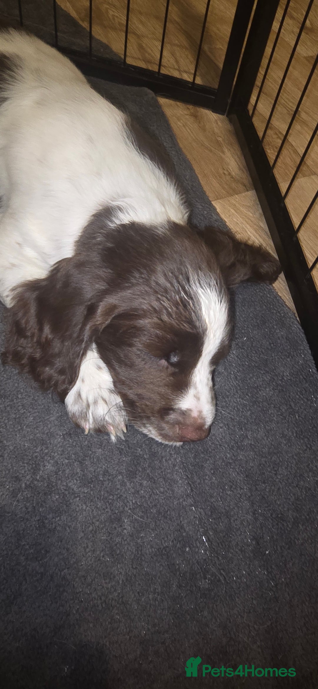 Sprocker dogs for sale: Home-Reared Sprocker Puppies  - Advert 17